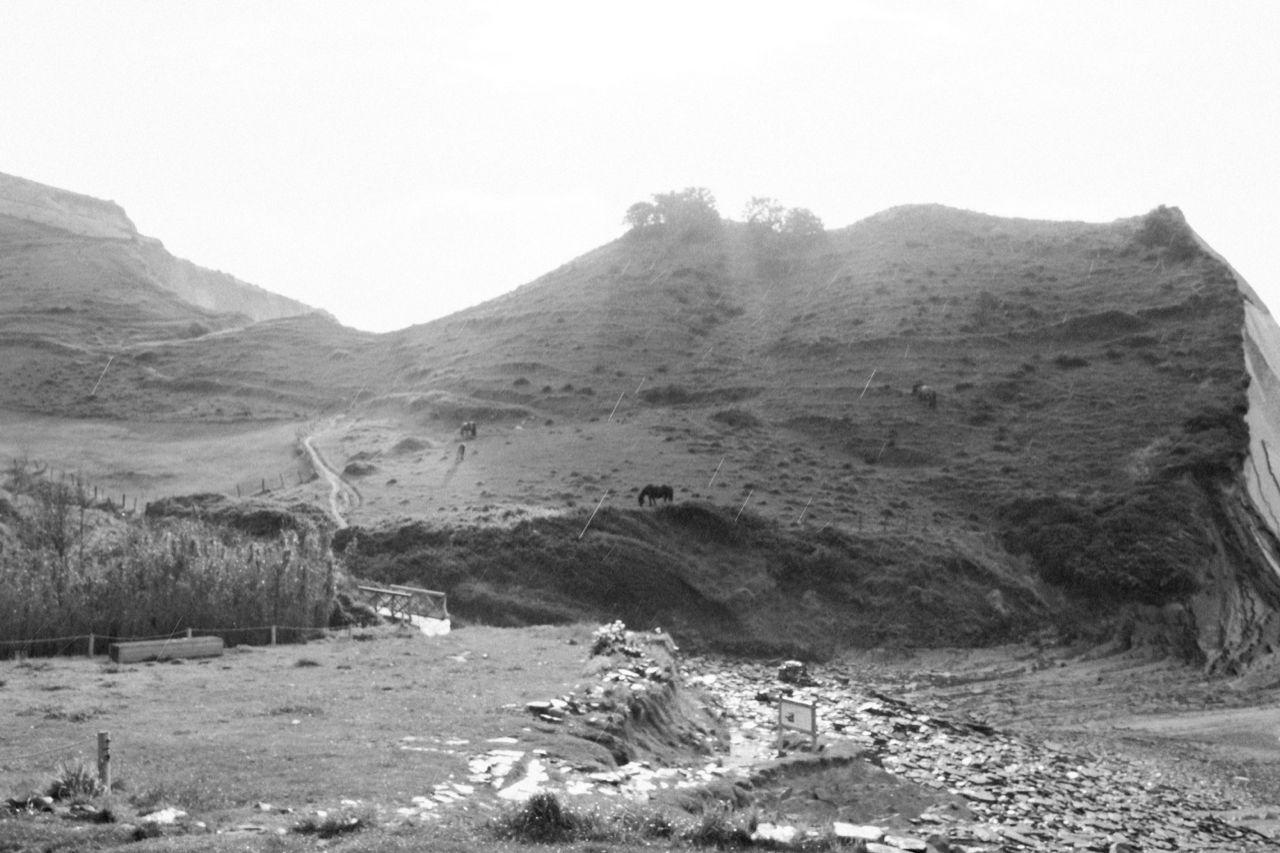 Horses grazing on a hill near sea cliffs in the rain, in black and white.